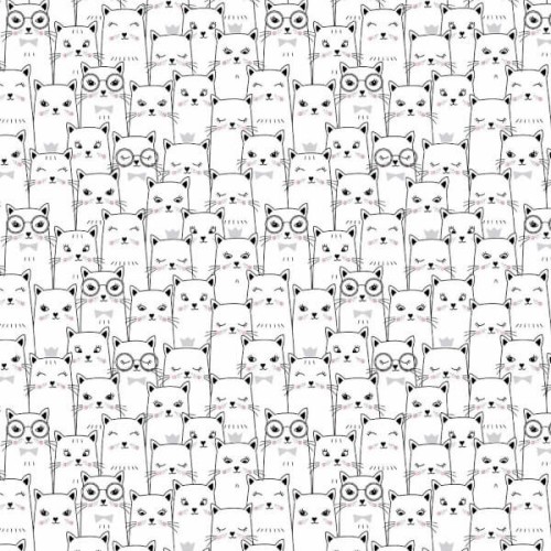 kitten nowy.jpg